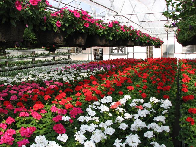 the-blooming-industry-flower-industry